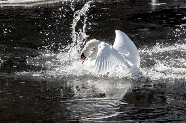 Rune Landgren, Svanekamp